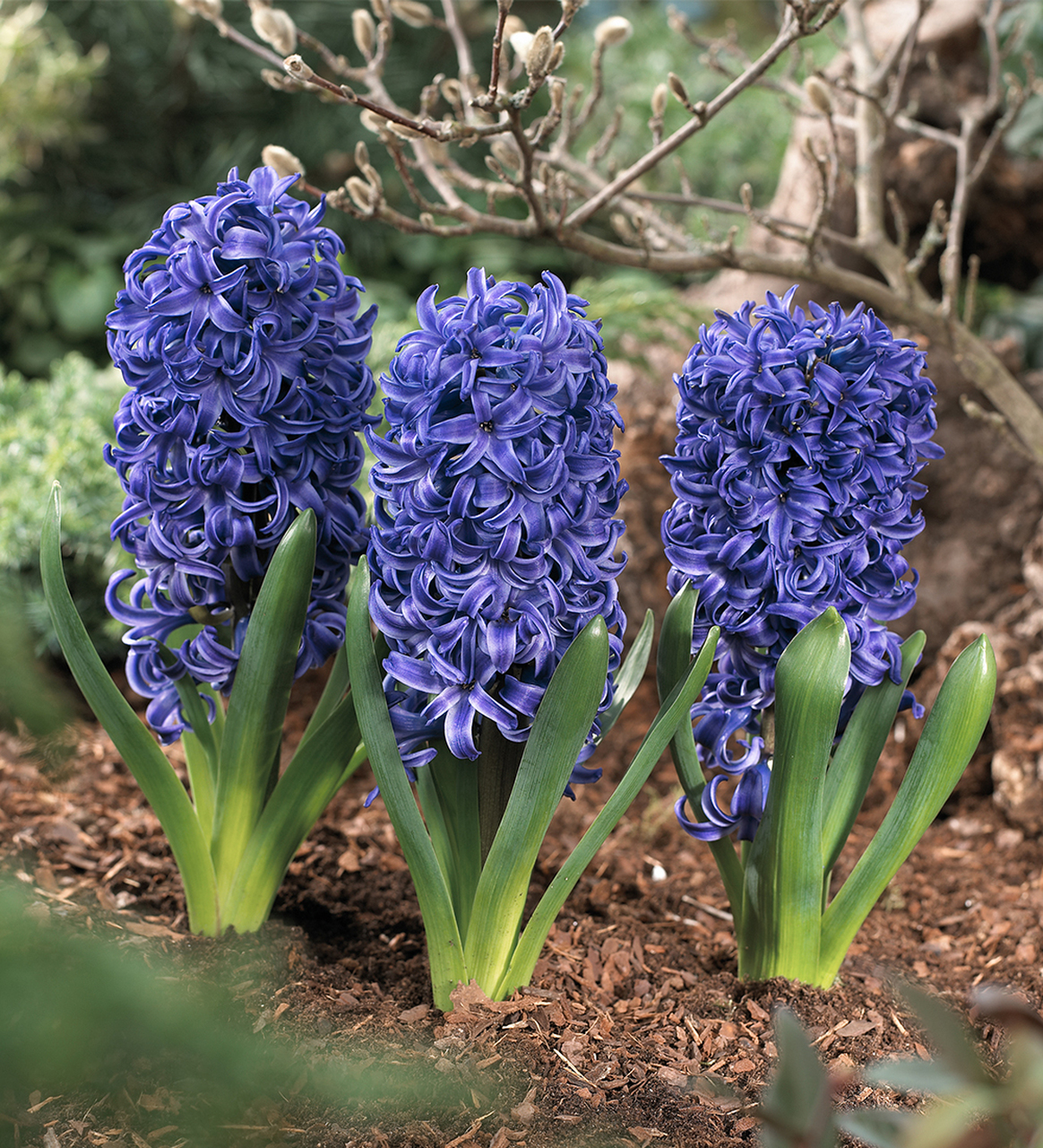 Hyacinthus orientalis 'Blue Pearl'